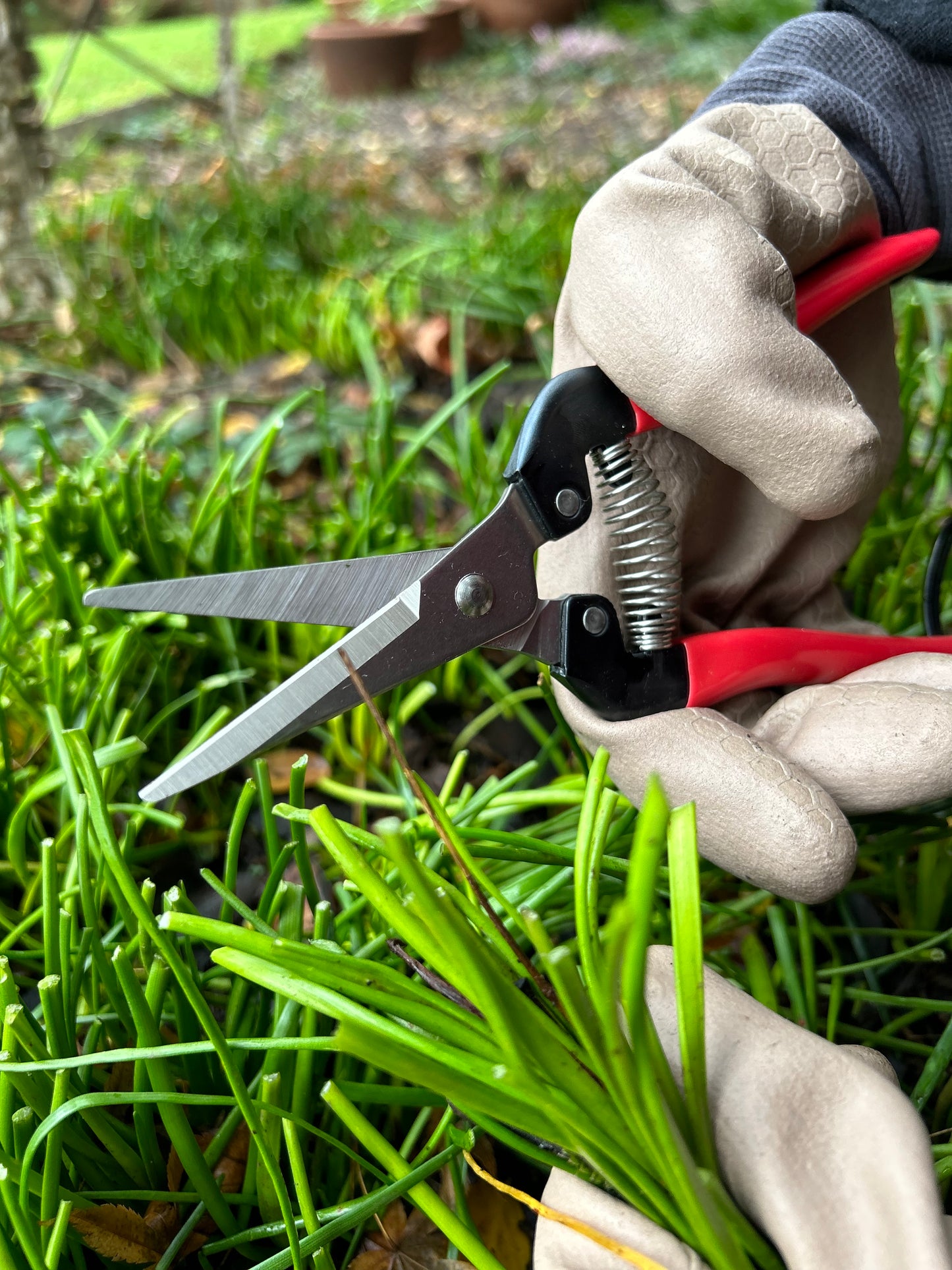 Tijera para raleo y poda flores