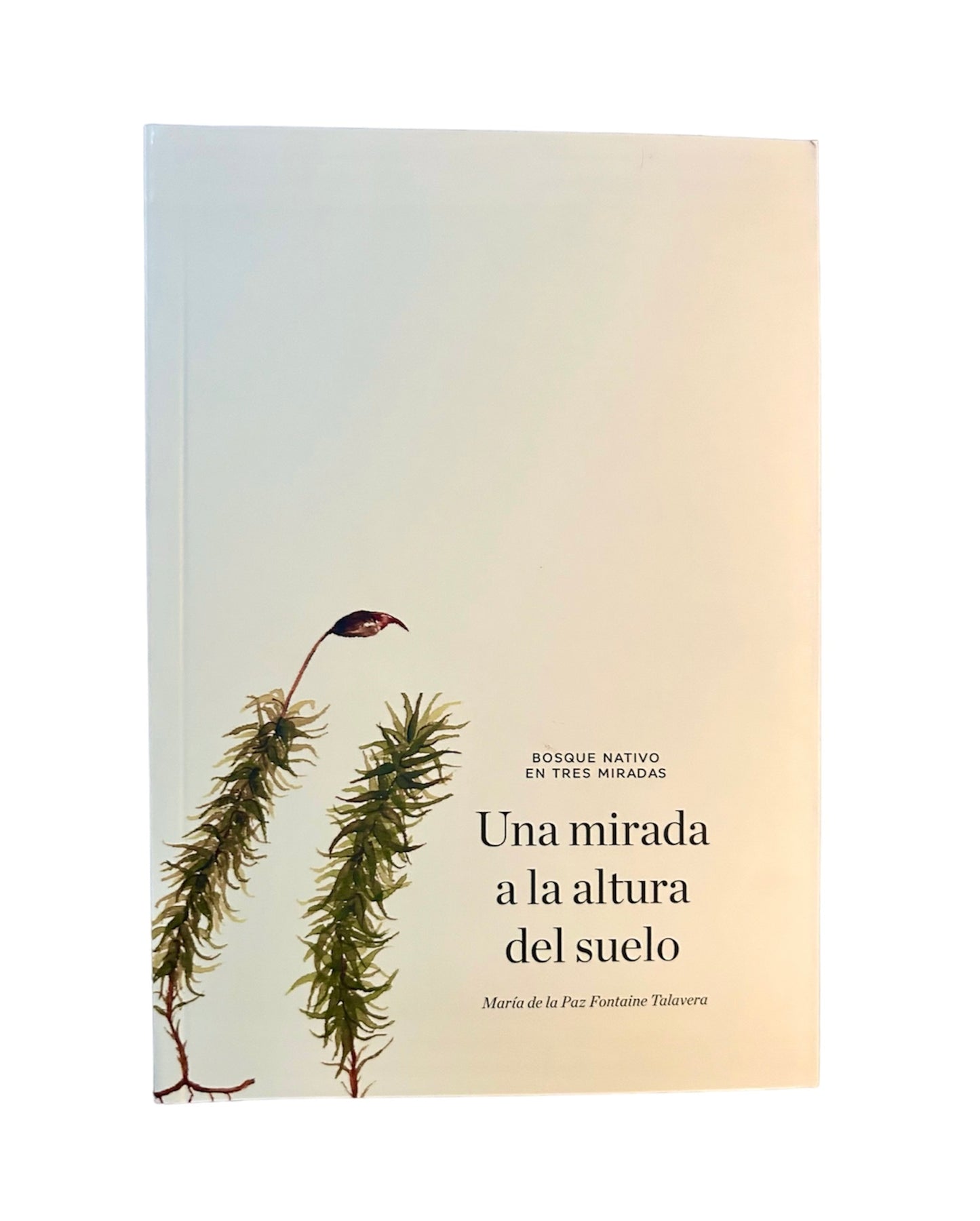 Bosque nativo en tres miradas