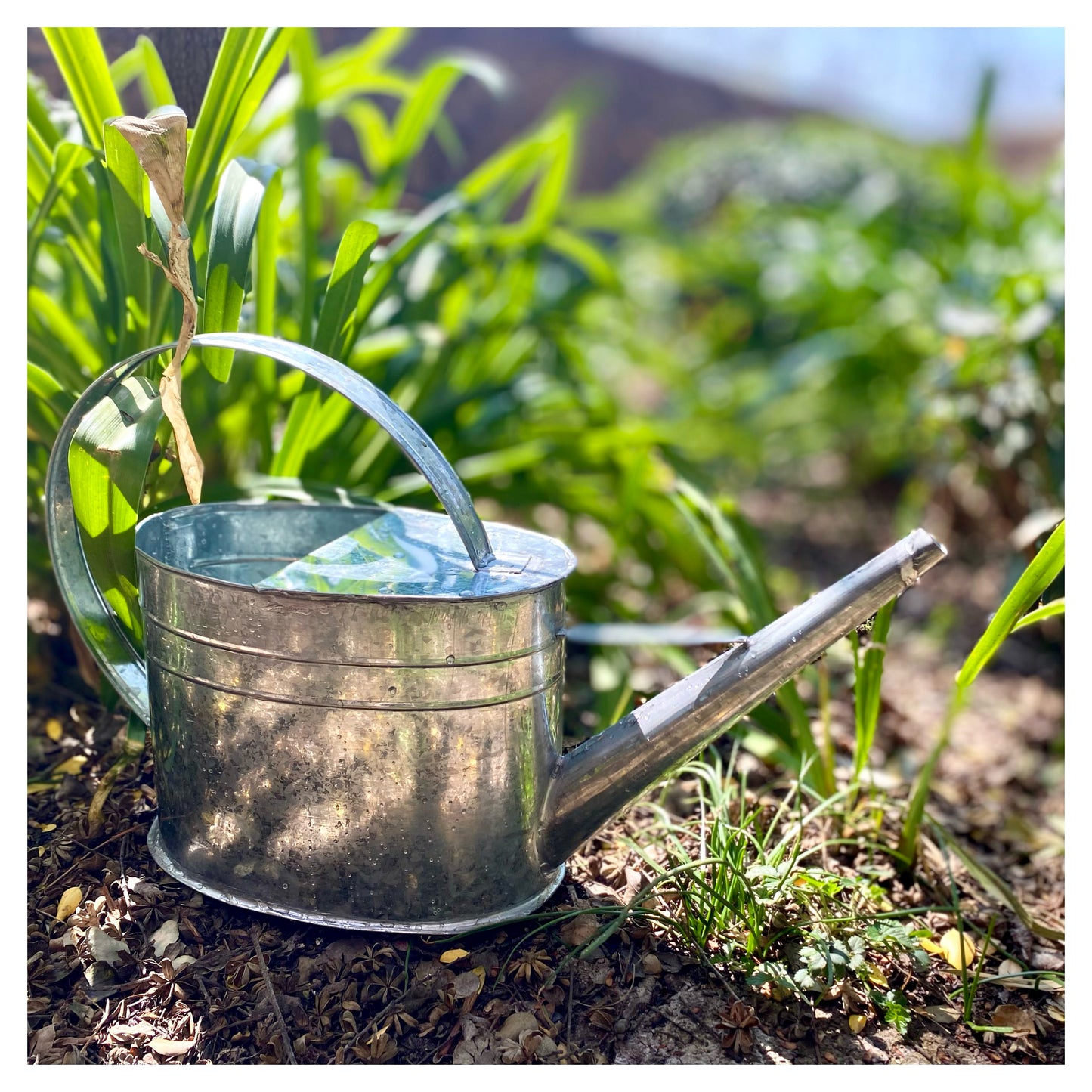 Regadera Vintage sin mango