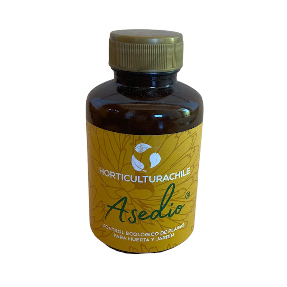 Asedio (280 cc)