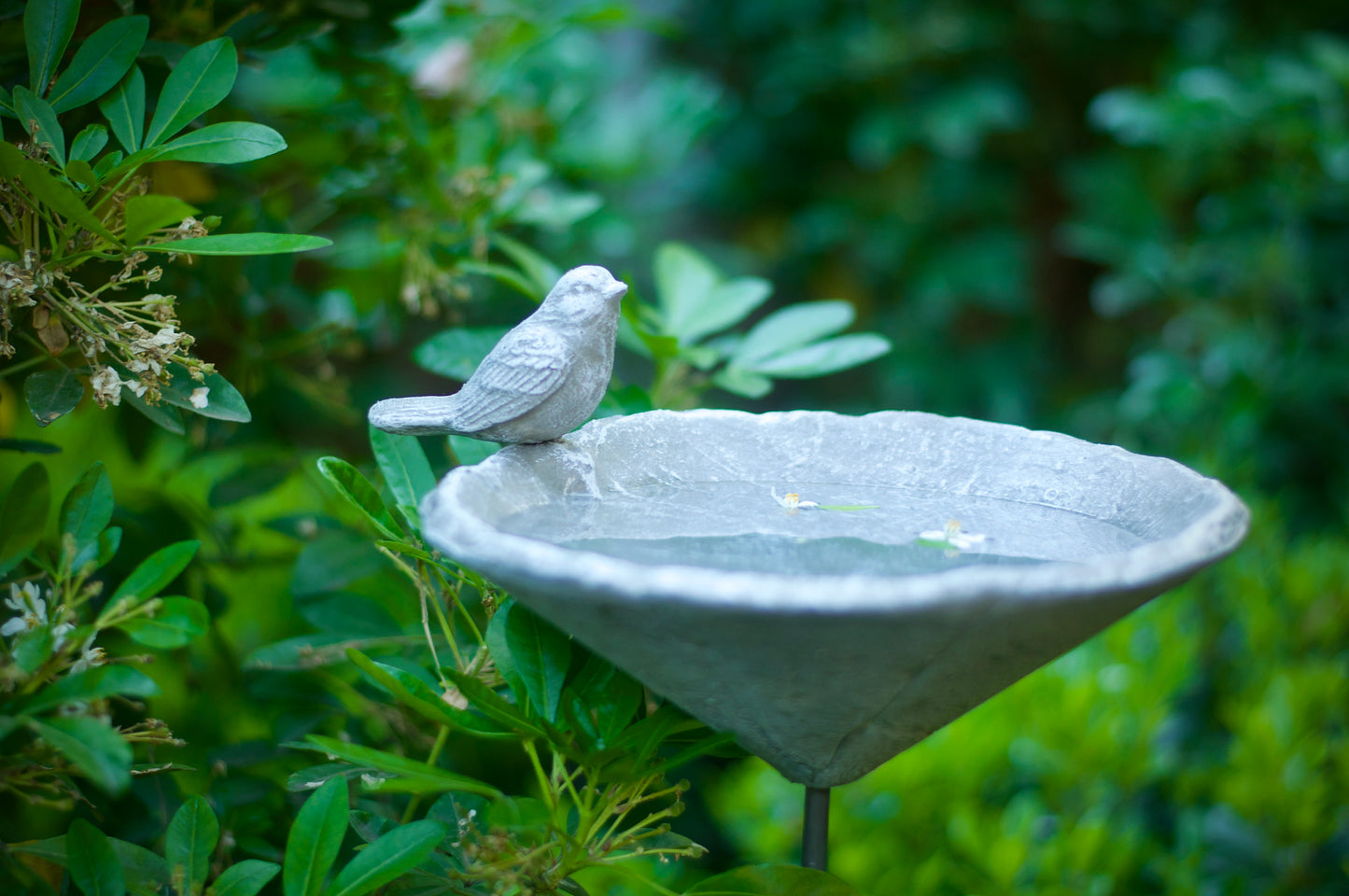 Bebedero Cemento Simple